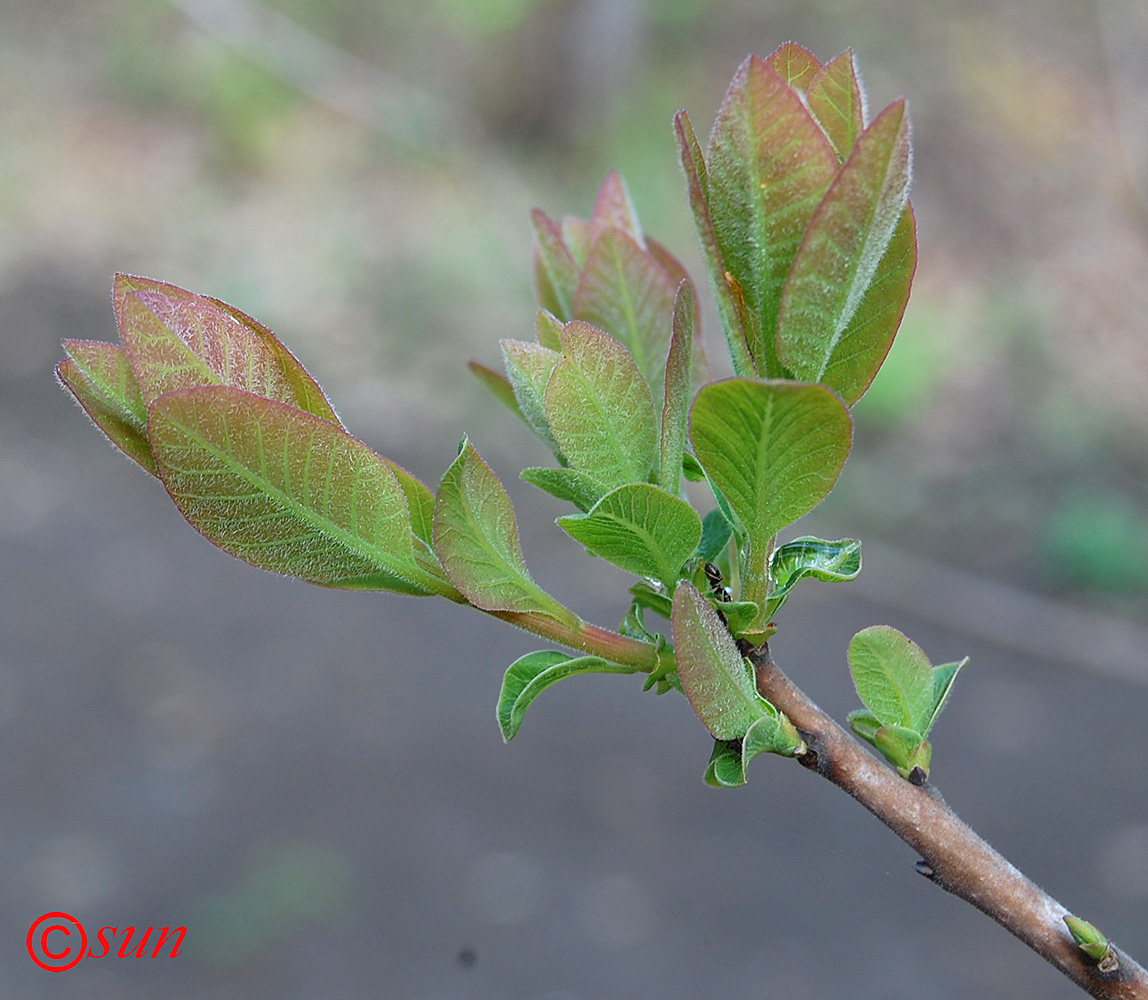 Изображение особи Cotinus coggygria.