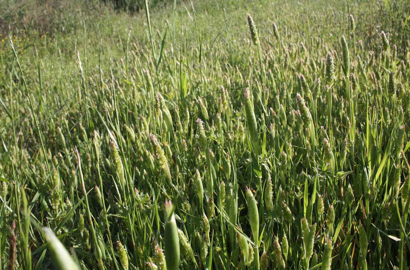 Изображение особи Phalaris paradoxa.