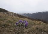 Pulsatilla taurica