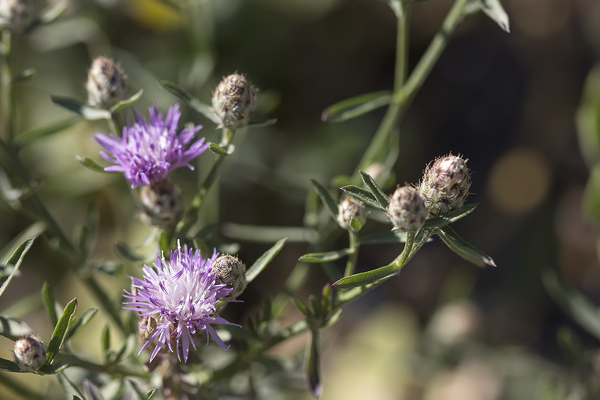 Image of Centaurea biebersteinii specimen.