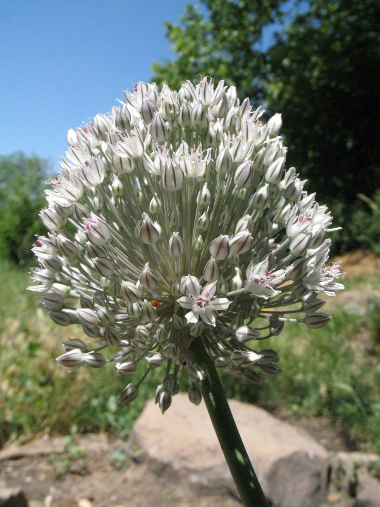 Image of Allium filidens specimen.