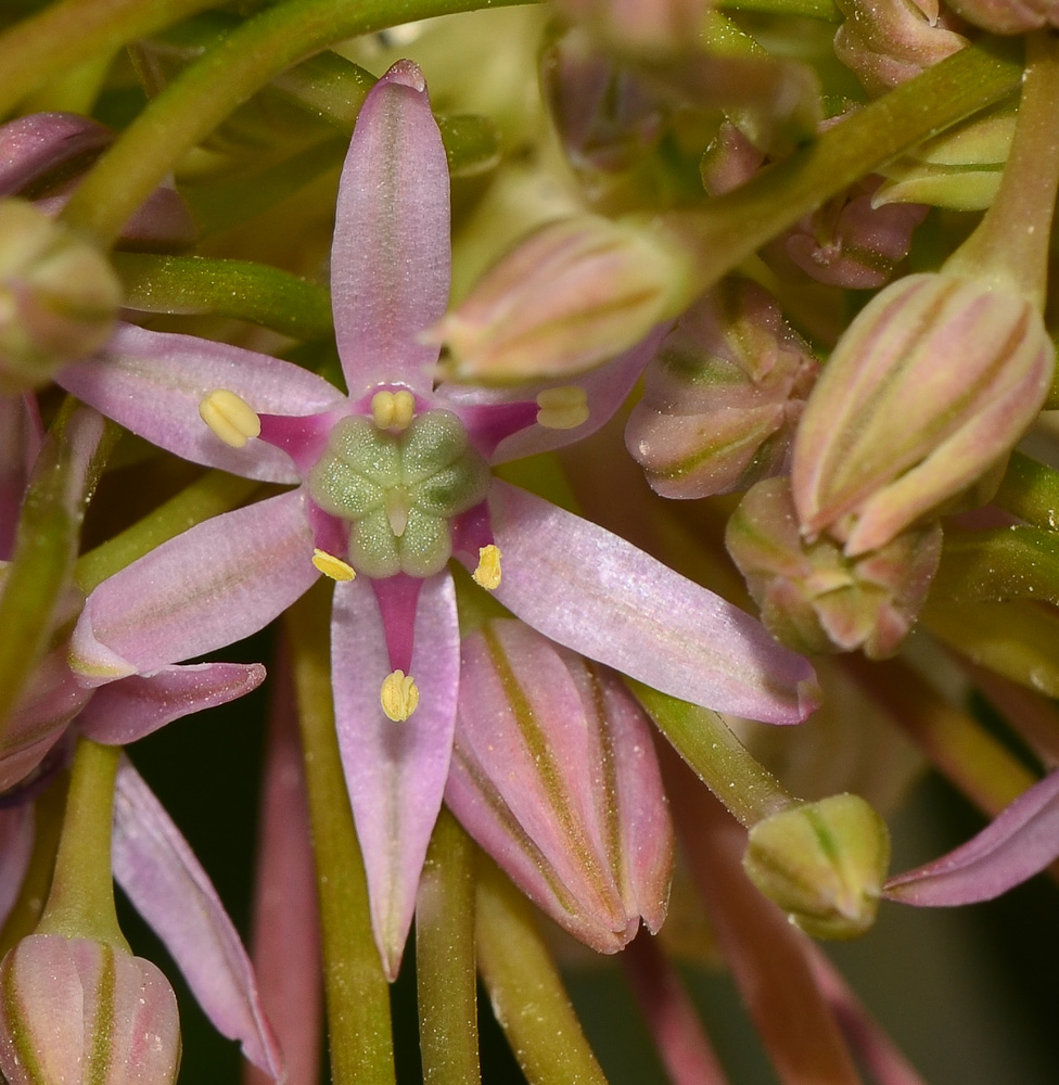 Image of Allium schubertii specimen.