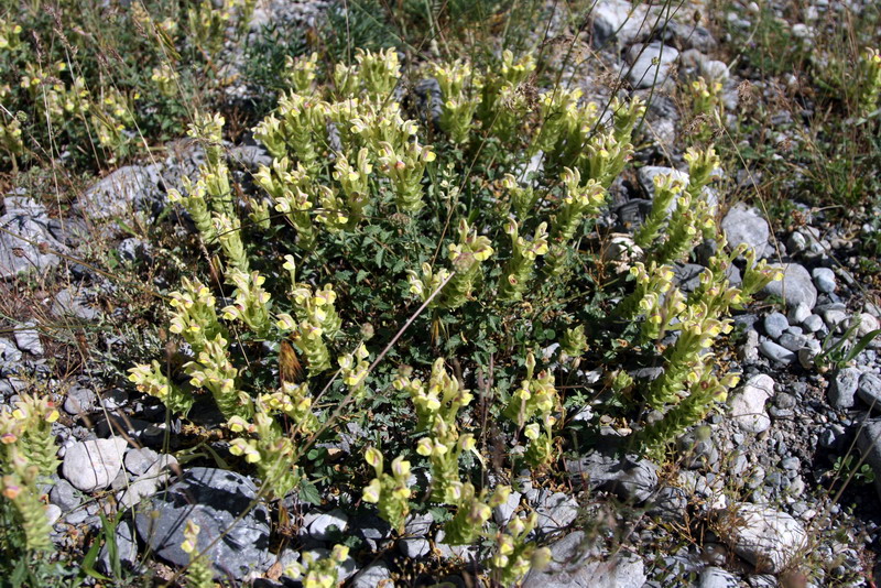 Image of Scutellaria adenostegia specimen.