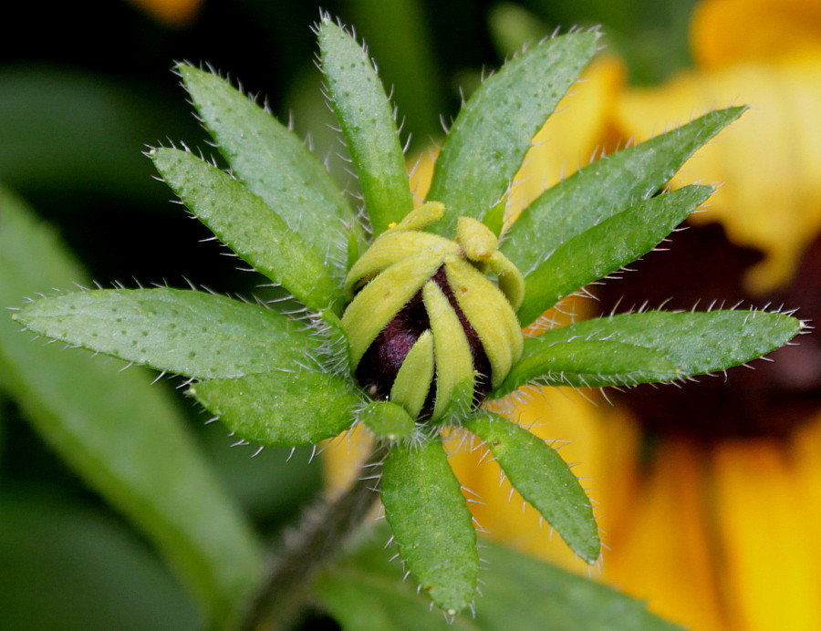 Image of Rudbeckia hirta specimen.