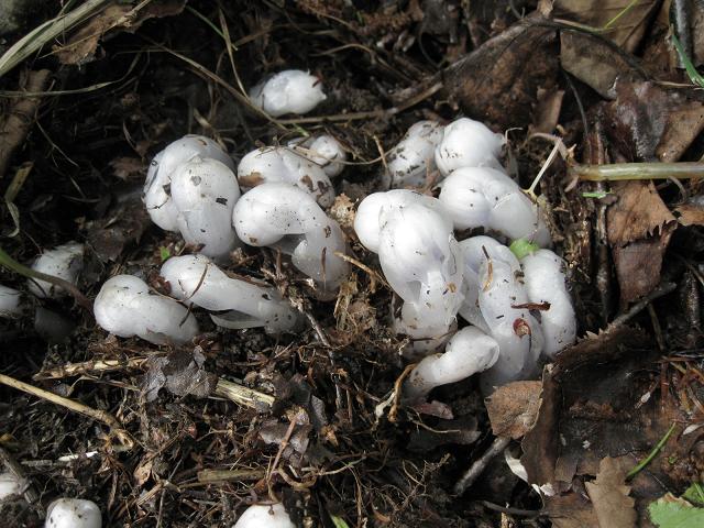 Image of Monotropastrum humile specimen.