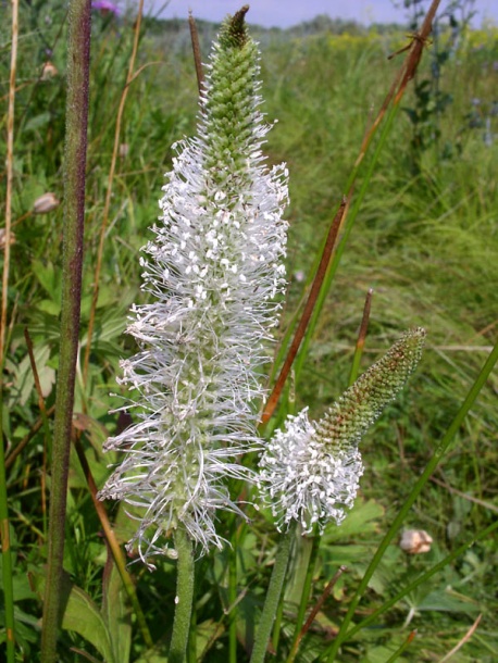 Image of Plantago maxima specimen.