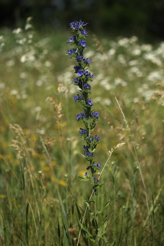 Image of Echium vulgare specimen.