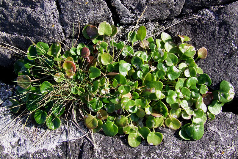 Image of Cochlearia officinalis specimen.