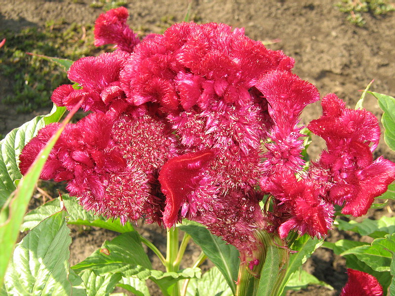 Изображение особи Celosia cristata.