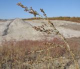 genus Artemisia. Верхушка плодоносящего растения. Краснодарский край, окр. г. Крымск, грязевой вулкан Шуго. 11.10.2014.