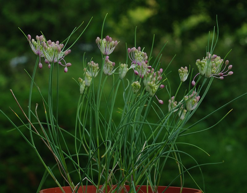 Изображение особи Allium stamineum.