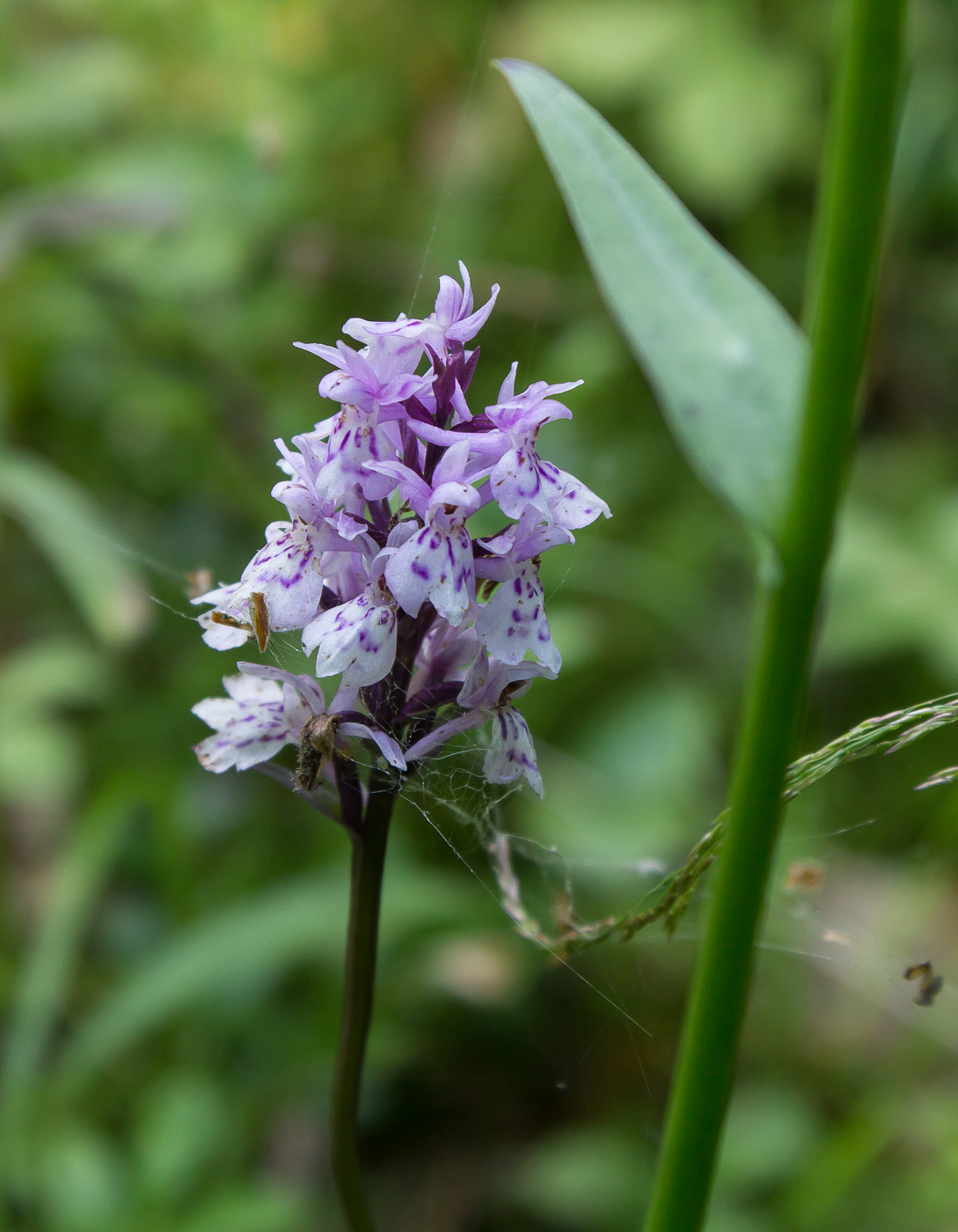 Image of Dactylorhiza fuchsii specimen.