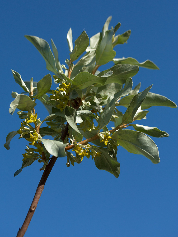 Image of Elaeagnus commutata specimen.