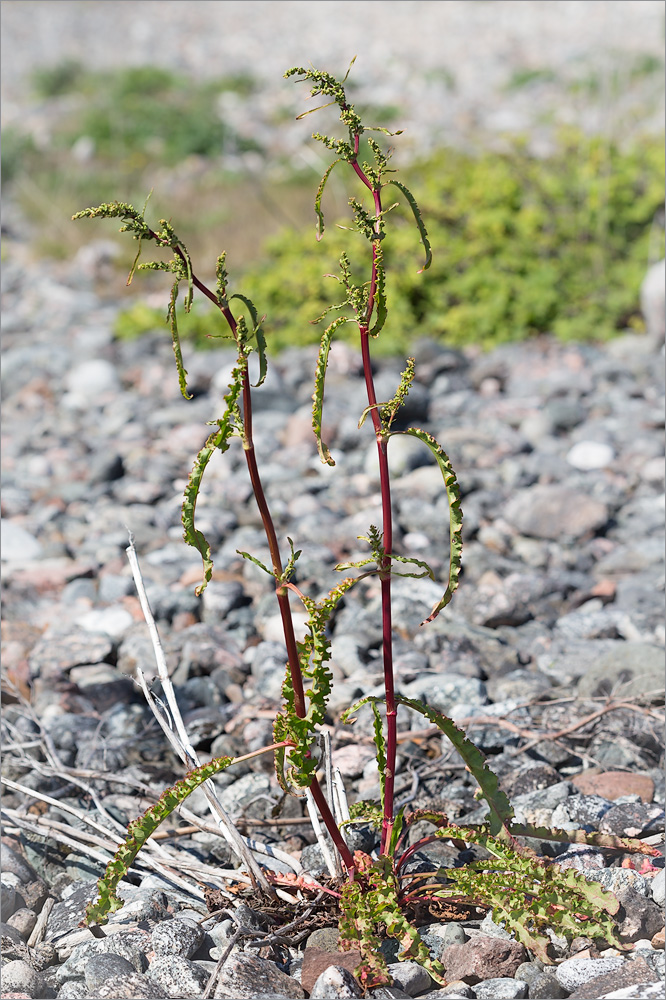 Image of Rumex pseudonatronatus specimen.