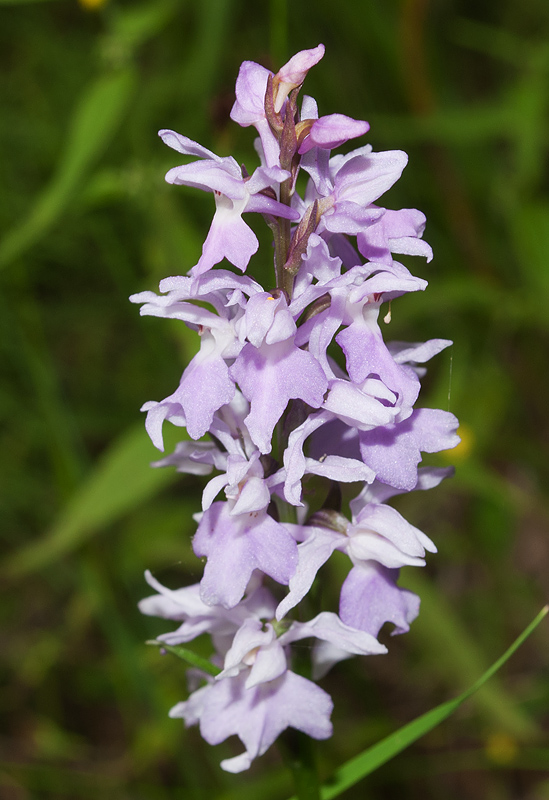 Image of Dactylorhiza fuchsii specimen.