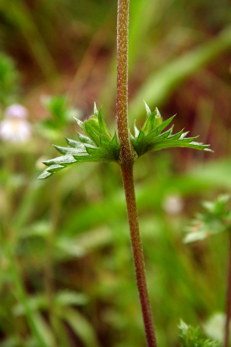 Изображение особи Euphrasia vernalis.