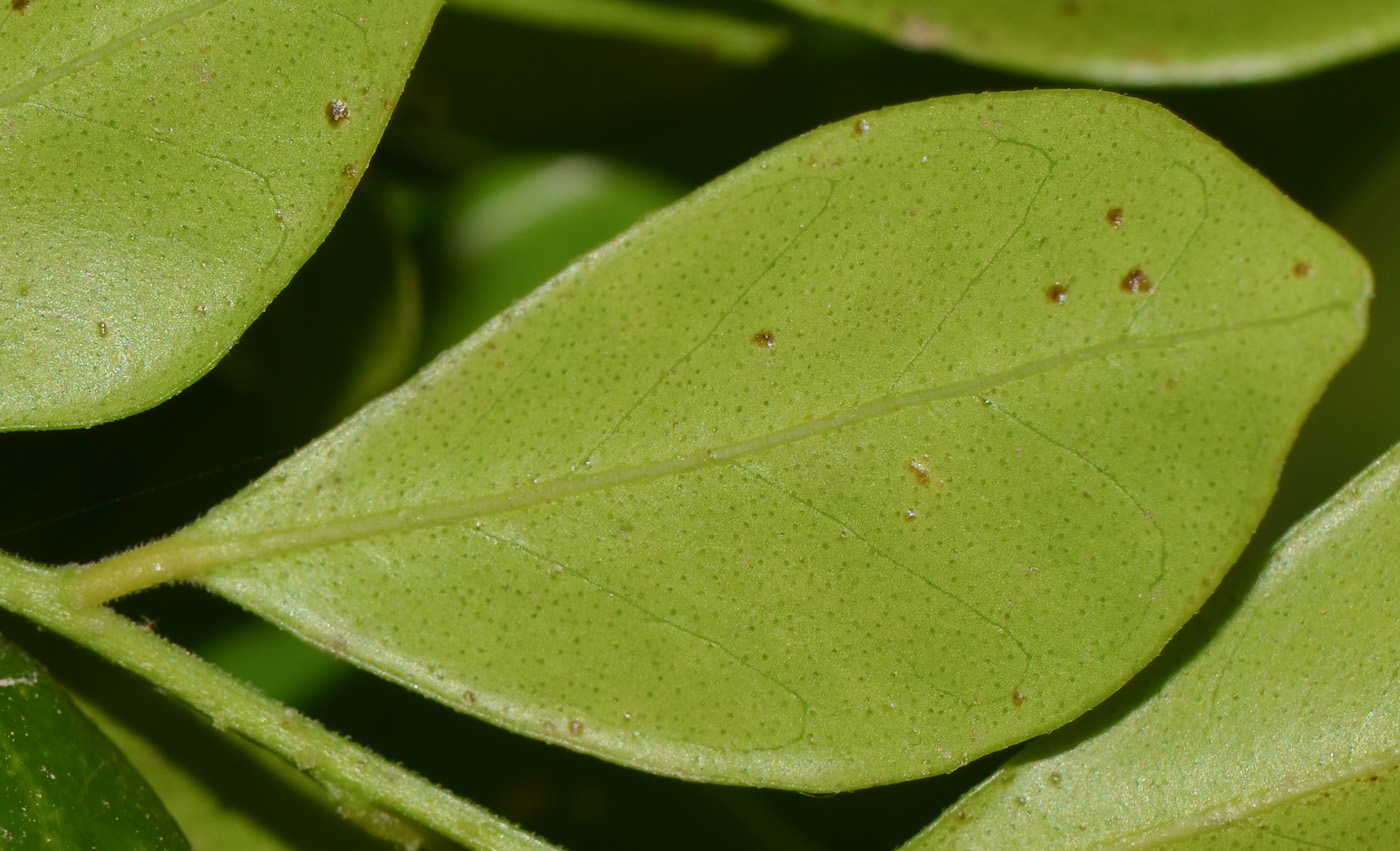 Image of Murraya paniculata specimen.