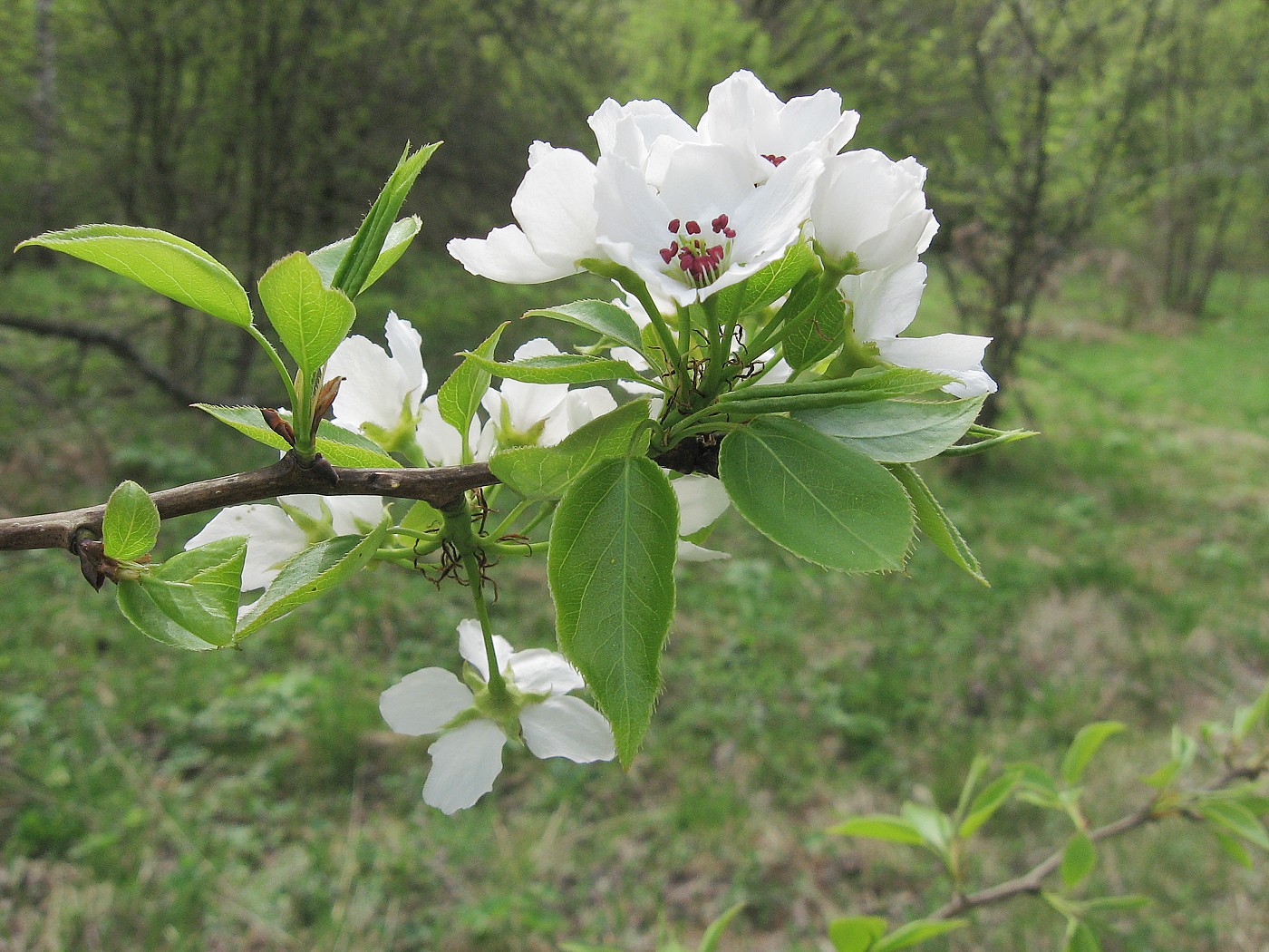 Image of Pyrus communis specimen.