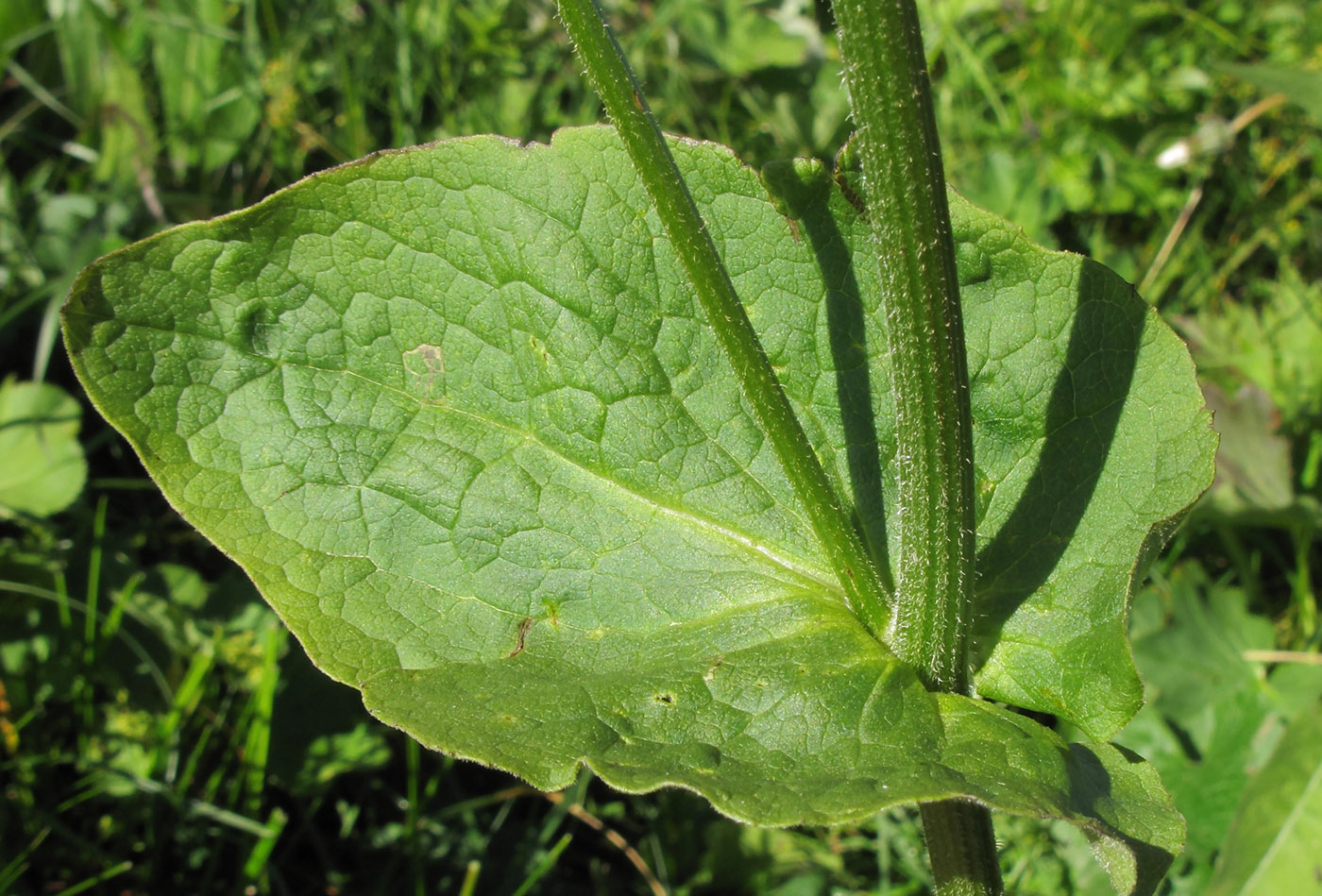 Изображение особи Doronicum macrophyllum.