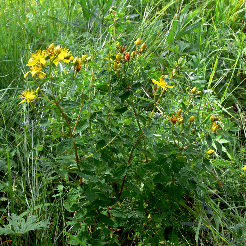 Изображение особи Hypericum maculatum.