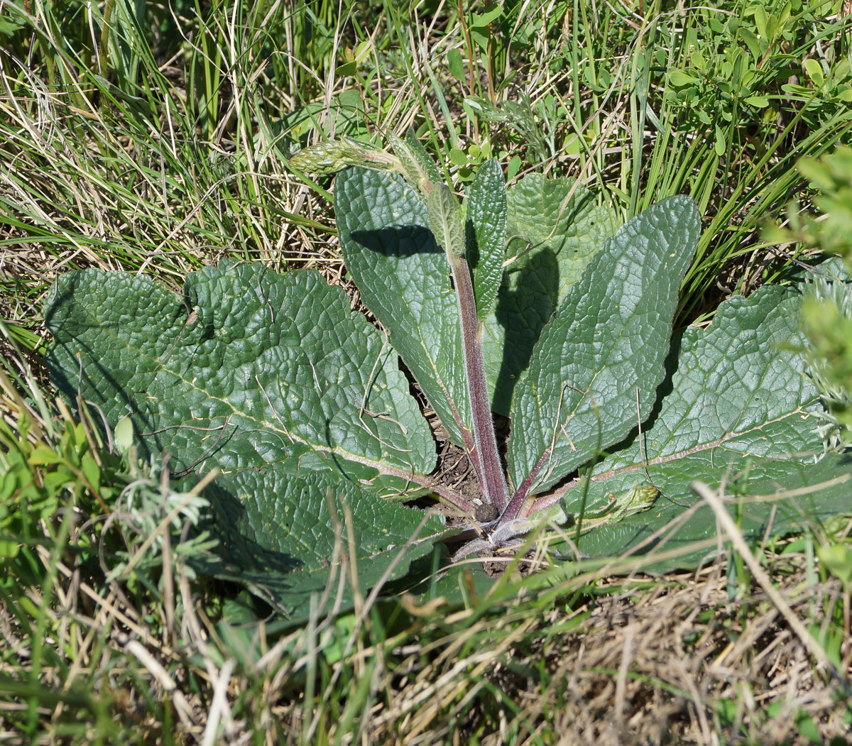 Изображение особи Verbascum phoeniceum.