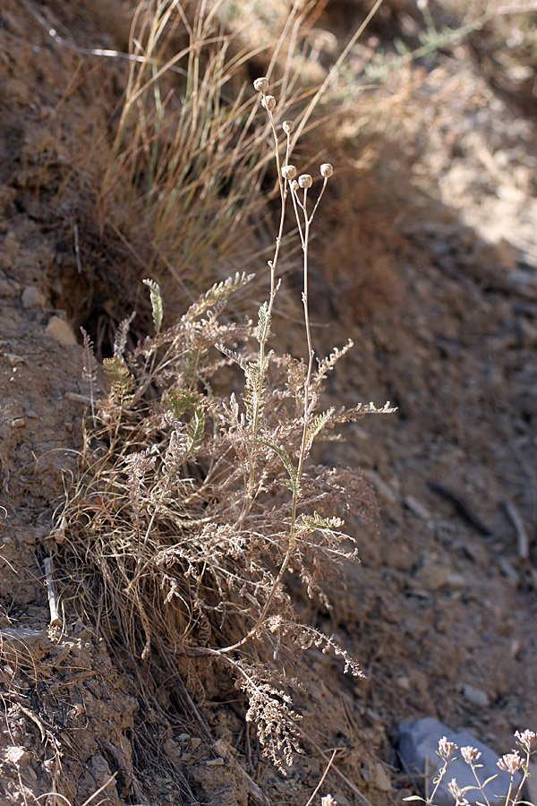 Image of Tanacetum turlanicum specimen.