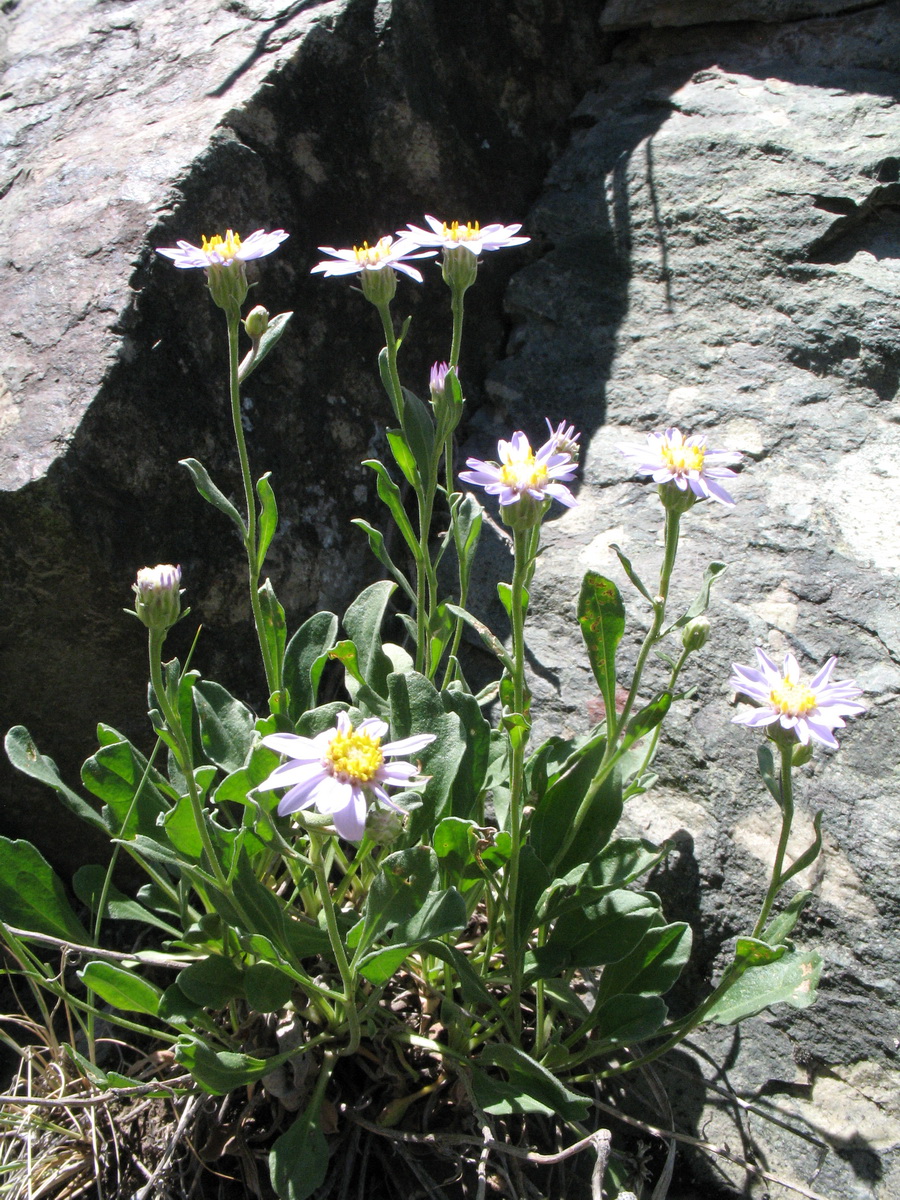 Изображение особи Rhinactinidia limoniifolia.