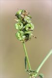 Medicago × varia. Незрелое соплодие. Ленинградская обл., Ломоносовский р-н, окр. дер. Низино, обочина щебёночной дороги. 12.09.2015.