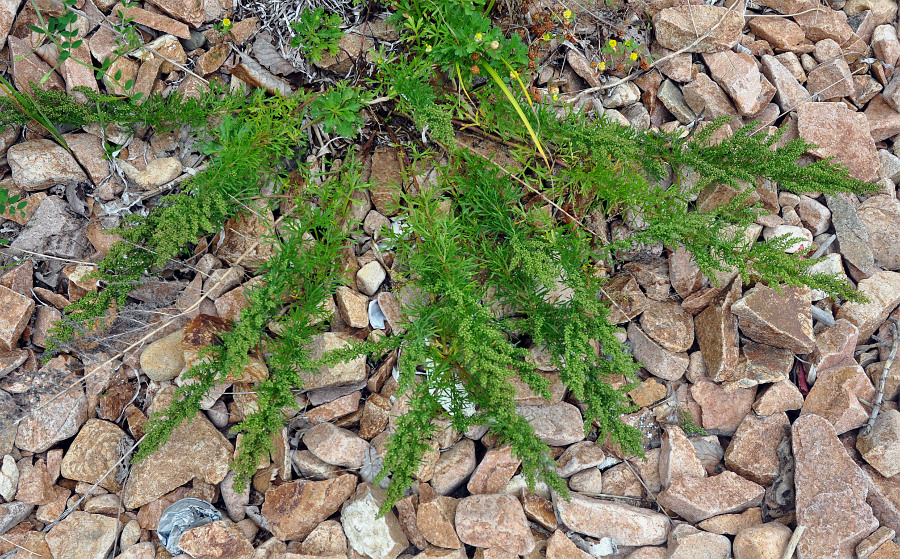 Image of Artemisia littoricola specimen.