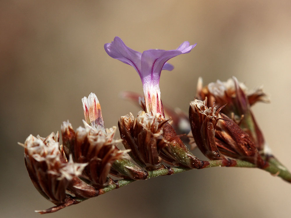 Image of Limonium virgatum specimen.