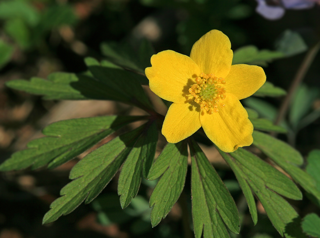 Image of Anemone ranunculoides specimen.