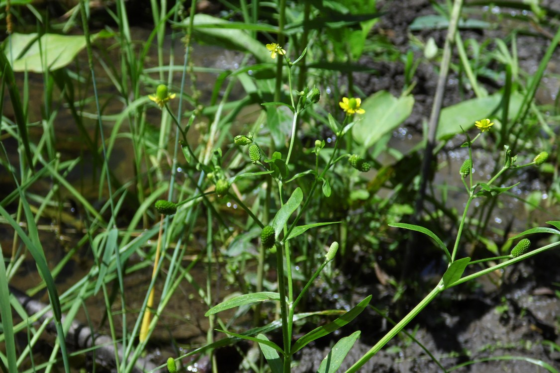 Image of Ranunculus sceleratus specimen.