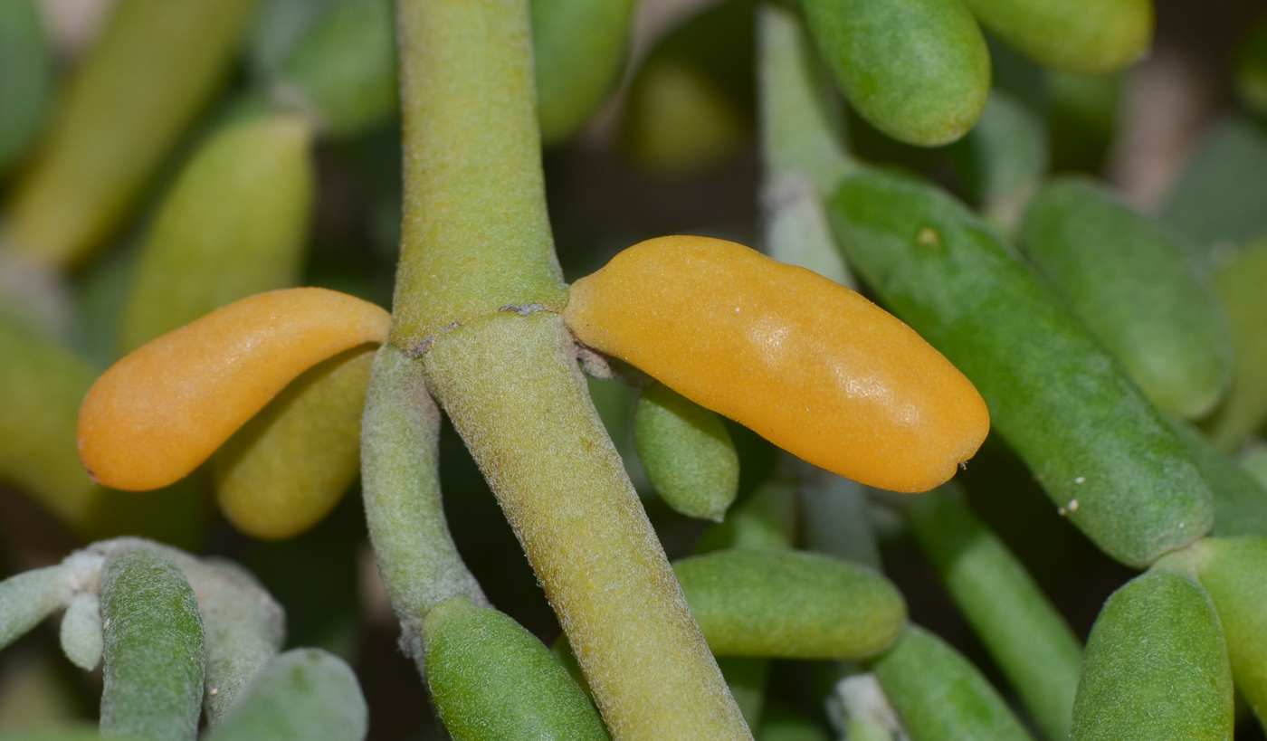 Изображение особи Tetraena fontanesii.