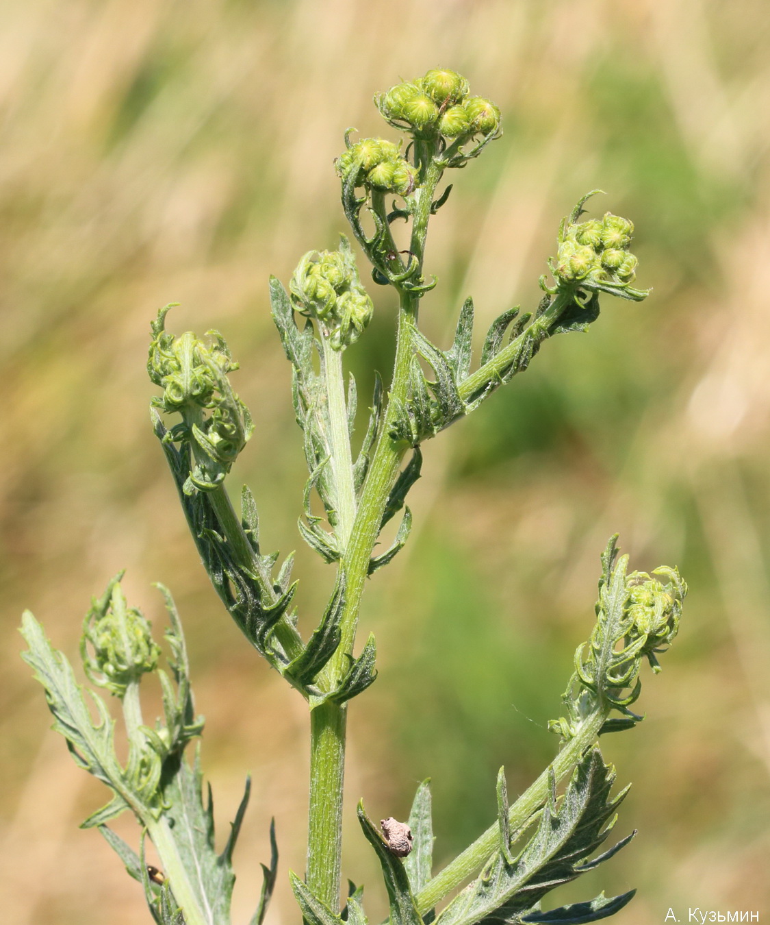 Image of Senecio grandidentatus specimen.