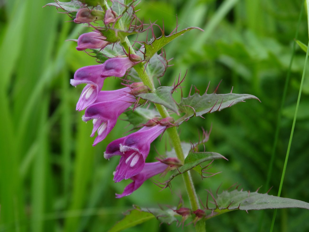 Image of Melampyrum setaceum specimen.