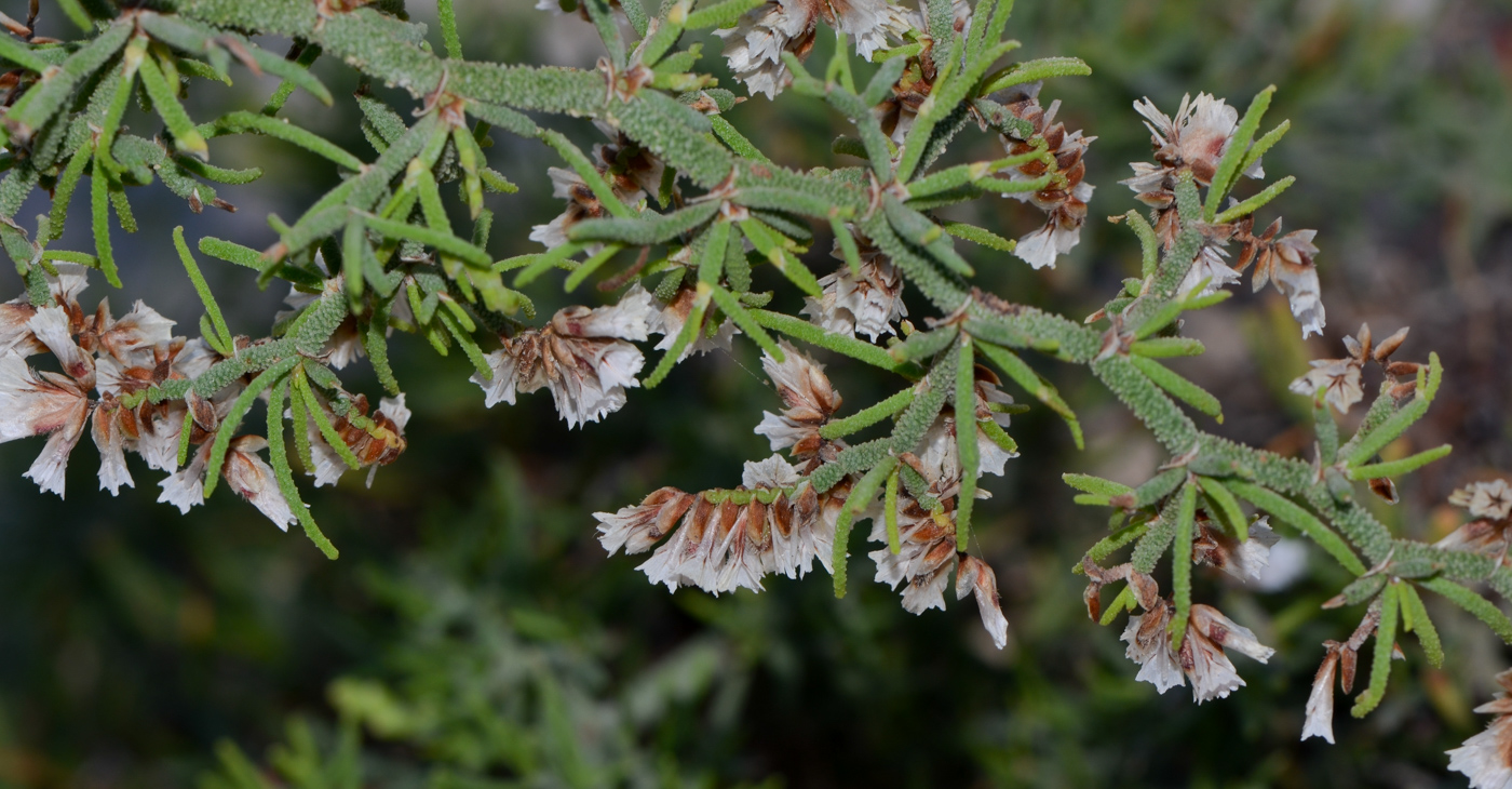 Изображение особи Limonium papillatum.