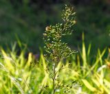 Scrophularia nodosa. Верхушка плодоносящего растения. Московская обл., Раменский р-н, окр. ж.-д. платформы Хрипань, просека под ЛЭП. 10.08.2016.