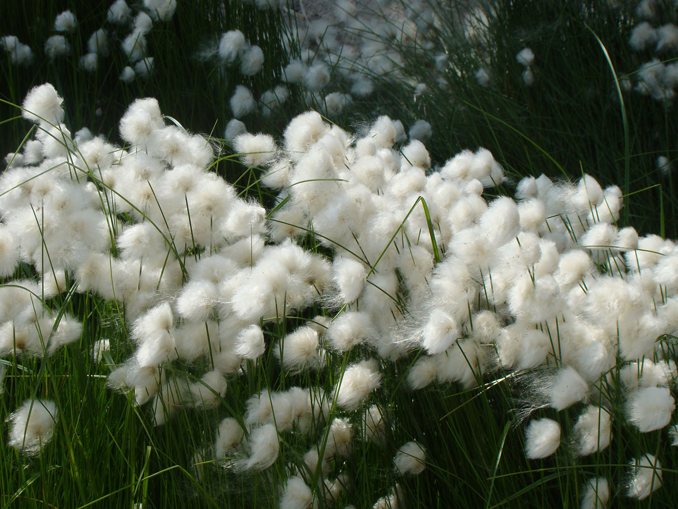 Изображение особи Eriophorum scheuchzeri.