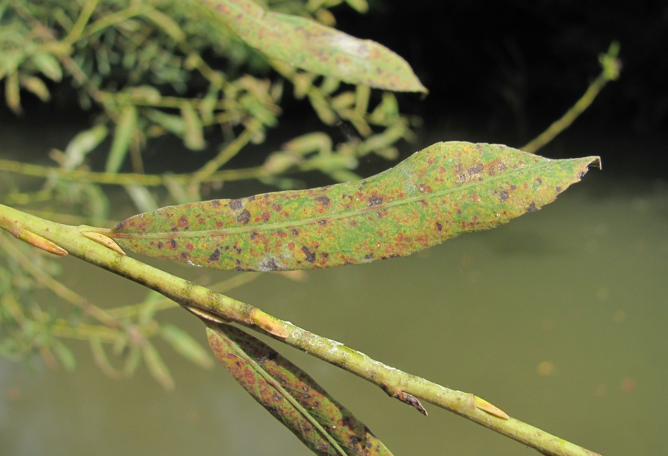 Image of Salix elbursensis specimen.