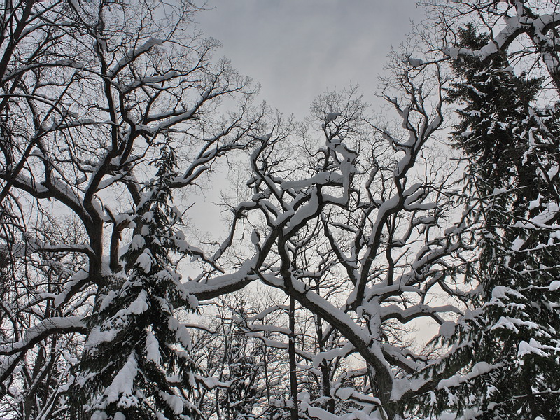 Image of Quercus robur specimen.