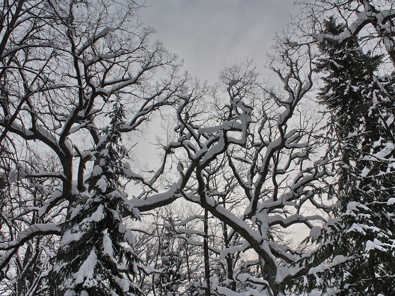 Image of Quercus robur specimen.