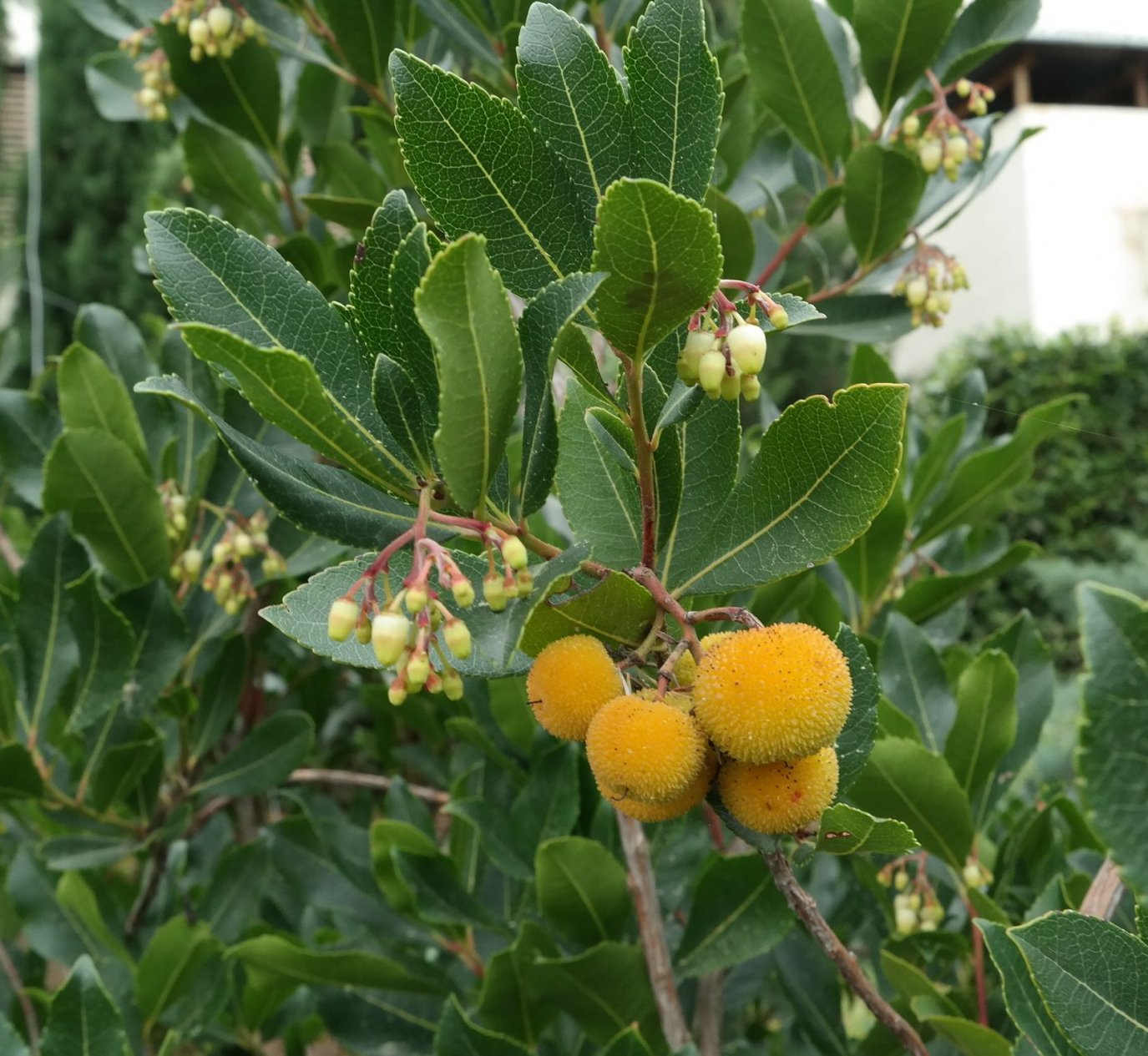 Изображение особи Arbutus unedo.