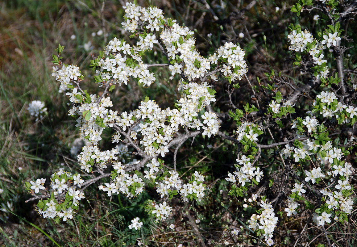 Image of Prunus stepposa specimen.