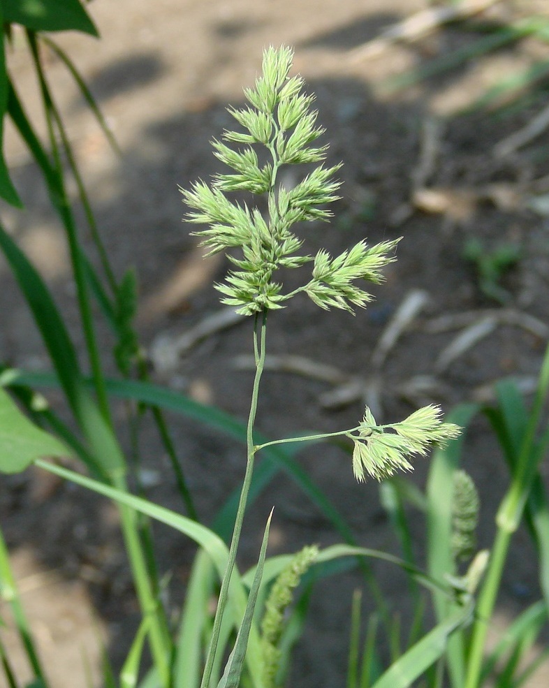 Image of Dactylis glomerata specimen.