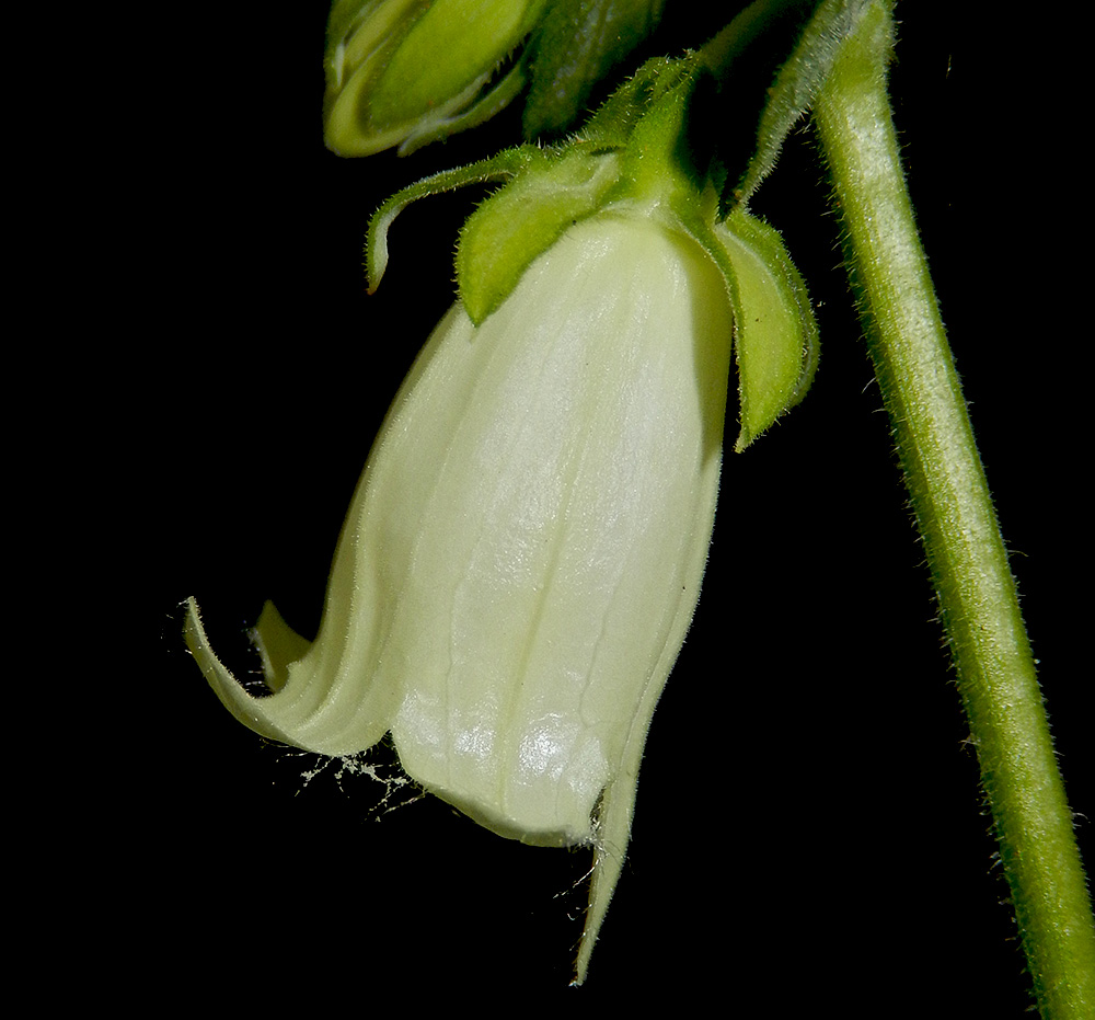 Изображение особи Campanula alliariifolia.