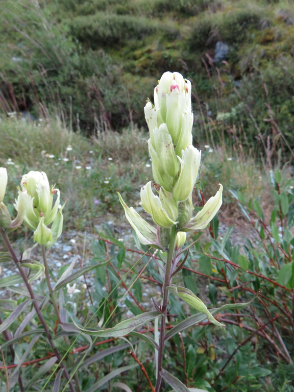 Image of Castilleja pallida specimen.