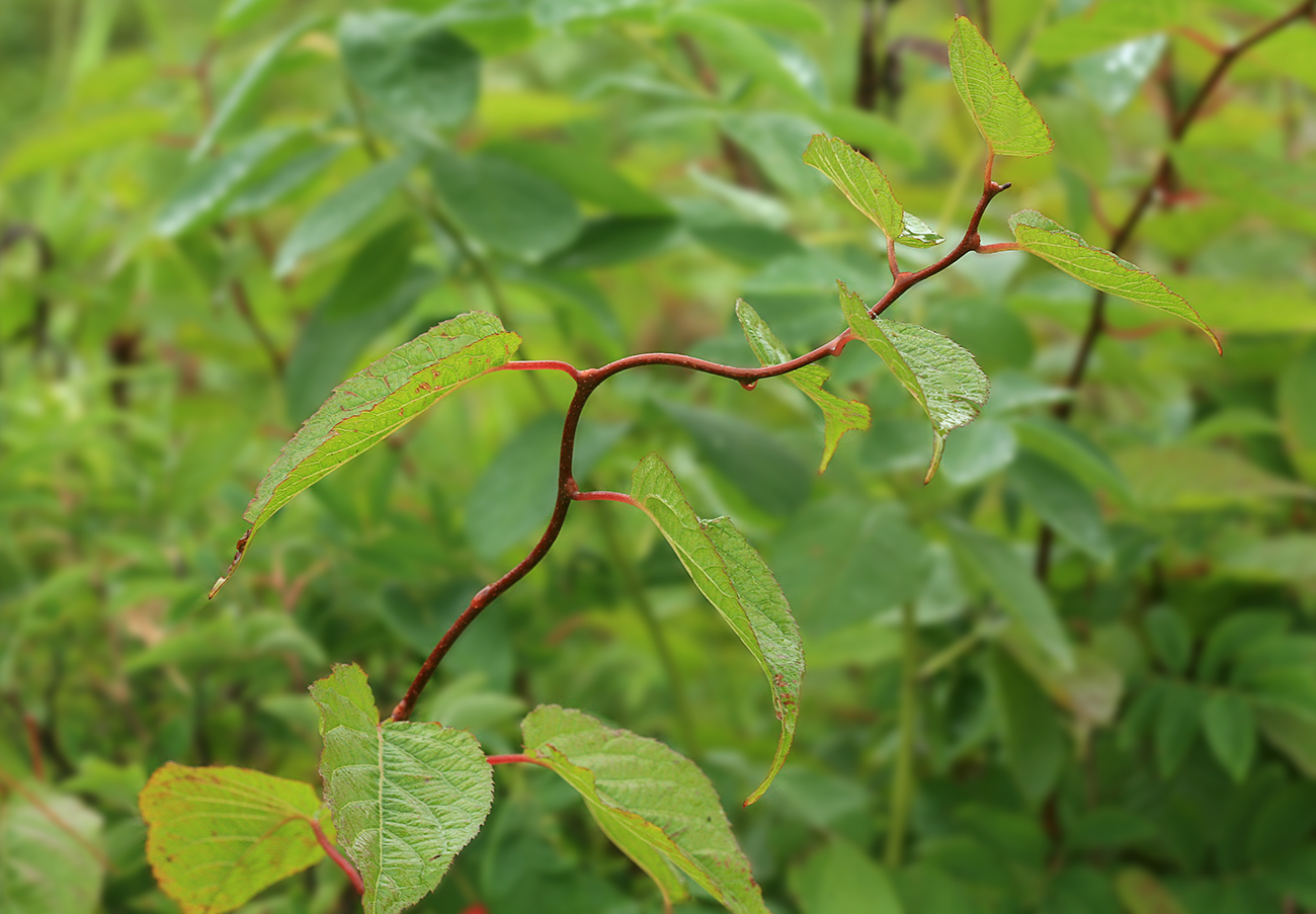 Изображение особи Actinidia kolomikta.