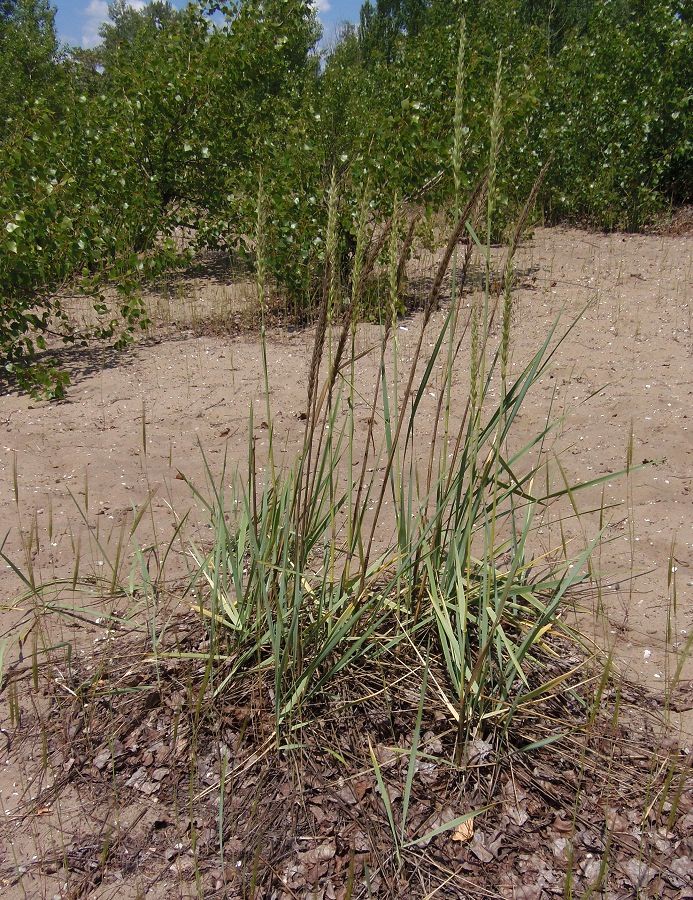 Image of genus Leymus specimen.