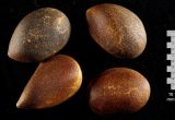 Смотреть изображение Pinus edulis