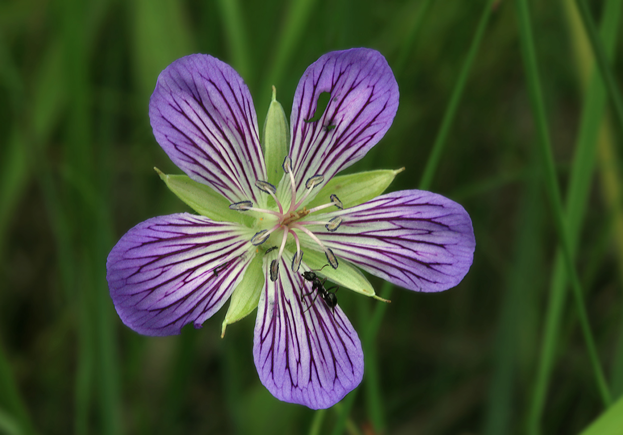 Image of Geranium wlassovianum specimen.